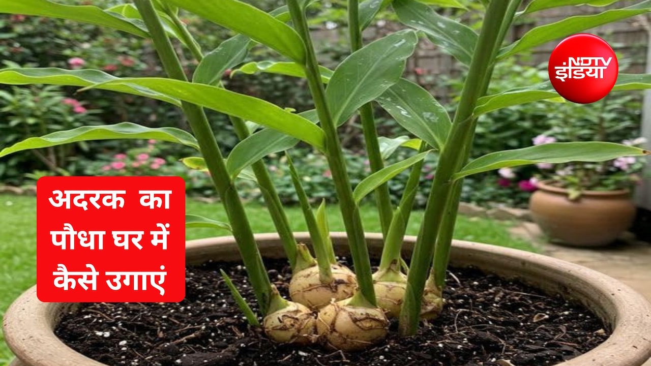 घर के गमले में अदरक उगाने के ल‍िए चाह‍िए बस ये 2 चीजें, 10 द‍िन में द‍िखने लगेगा पौधा