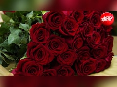 मानसून में खराब हो रहा है गुलाब का पौधा? अपनाएं ये 5 टिप्स, हरा-भरा रहेगा पौधा