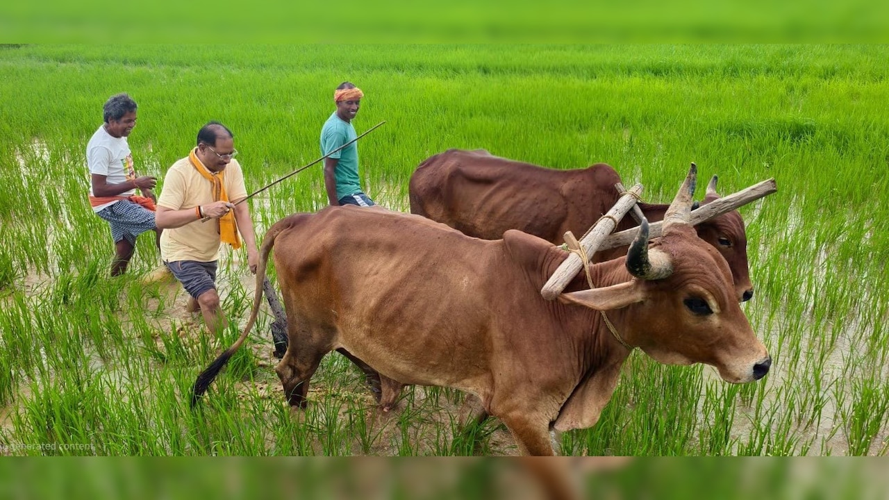 मुख्यमंत्री की कुर्सी छोड़ थामा हल! बगिया के खेत में बैलों संग बोवनी करते नजर आए विष्णु देव साय