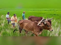 मुख्यमंत्री की कुर्सी छोड़ थामा हल! बगिया के खेत में बैलों संग बोवनी करते नजर आए विष्णु देव साय
