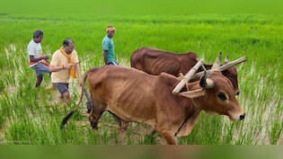 मुख्यमंत्री की कुर्सी छोड़ थामा हल! बगिया के खेत में बैलों संग बोवनी करते नजर आए विष्णु देव साय
