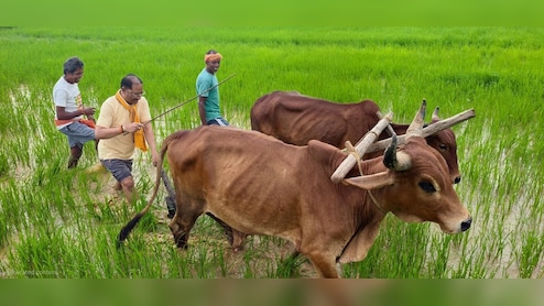 मुख्यमंत्री की कुर्सी छोड़ थामा हल! बगिया के खेत में बैलों संग बोवनी करते नजर आए विष्णु देव साय