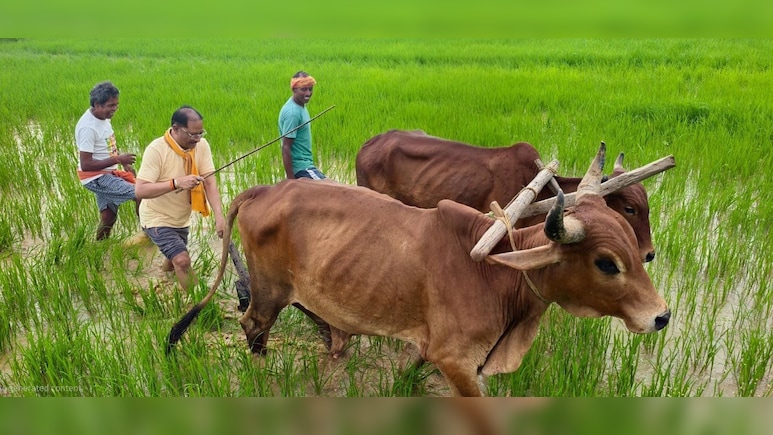 मुख्यमंत्री की कुर्सी छोड़ थामा हल! बगिया के खेत में बैलों संग बोवनी करते नजर आए विष्णु देव साय
