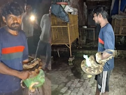 Python Enters UP Meat Shop To Hunt Goat. Drunk Man Wraps It Around His Neck