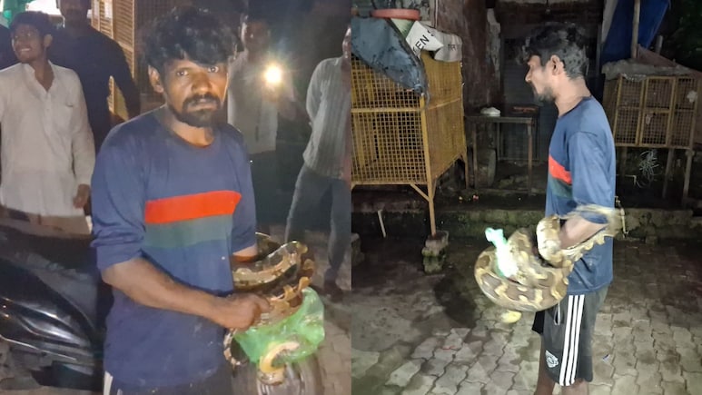 Python Enters UP Meat Shop To Hunt Goat. Drunk Man Wraps It Around His Neck