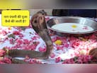 Nag Panchami Puja Vidhi: नाग पंचमी की पूजा कैसे करें, जानिए सही विधि और मुहूर्त