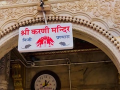 This Rajasthan Temple Has 25,000 Rats And Devotees Consider Them Sacred