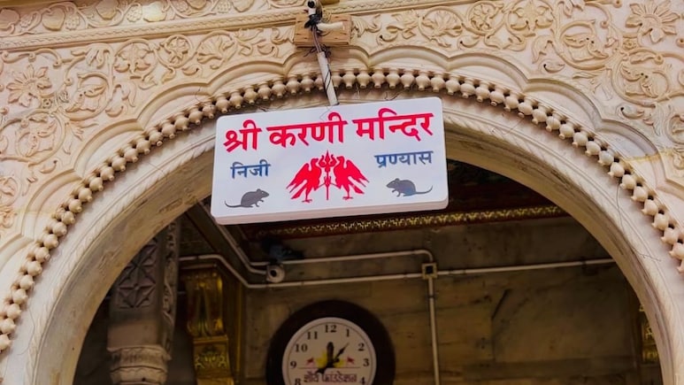 This Rajasthan Temple Has 25,000 Rats And Devotees Consider Them Sacred