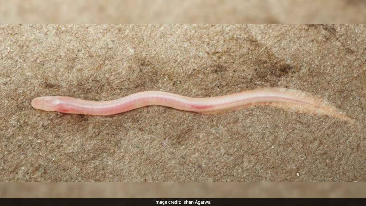 "Fish Of The Ganga": How Viral Clip Helped Scientists Discover A Rare Species