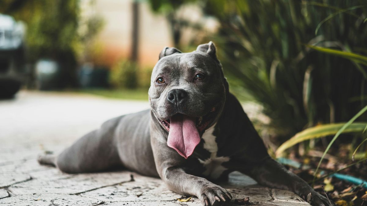 a first-year setup can for a pitbull can cost between Rs 35,000 and Rs 83,000. Photo: Unsplash a first-year setup can for a pitbull can cost between Rs 35,000 and Rs 83,000. Photo: Unsplash
