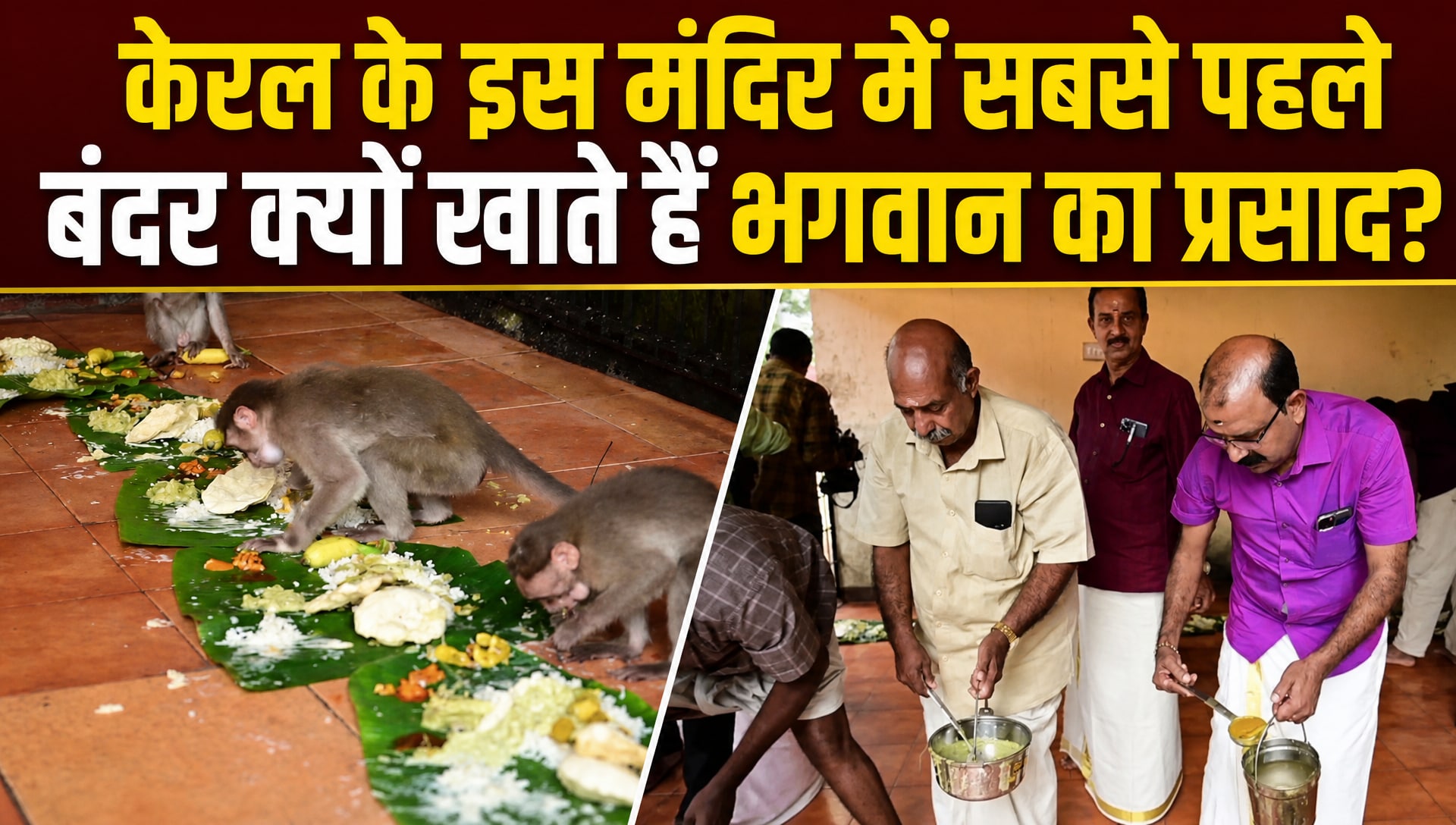 केरल के मंदिर में पहले बंदरों को परोसा जाता है, फिर श्रद्धालुओं को दिया जाता है प्रसाद