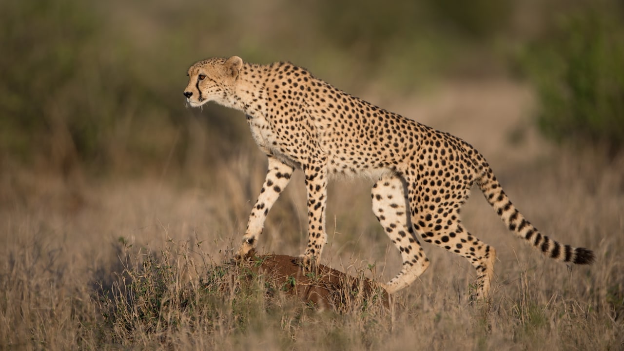 kuno national park cheetah missing.  