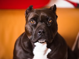 A Pitbull Attack In Patiala. So Why Do India's Rich Want These Dogs?
