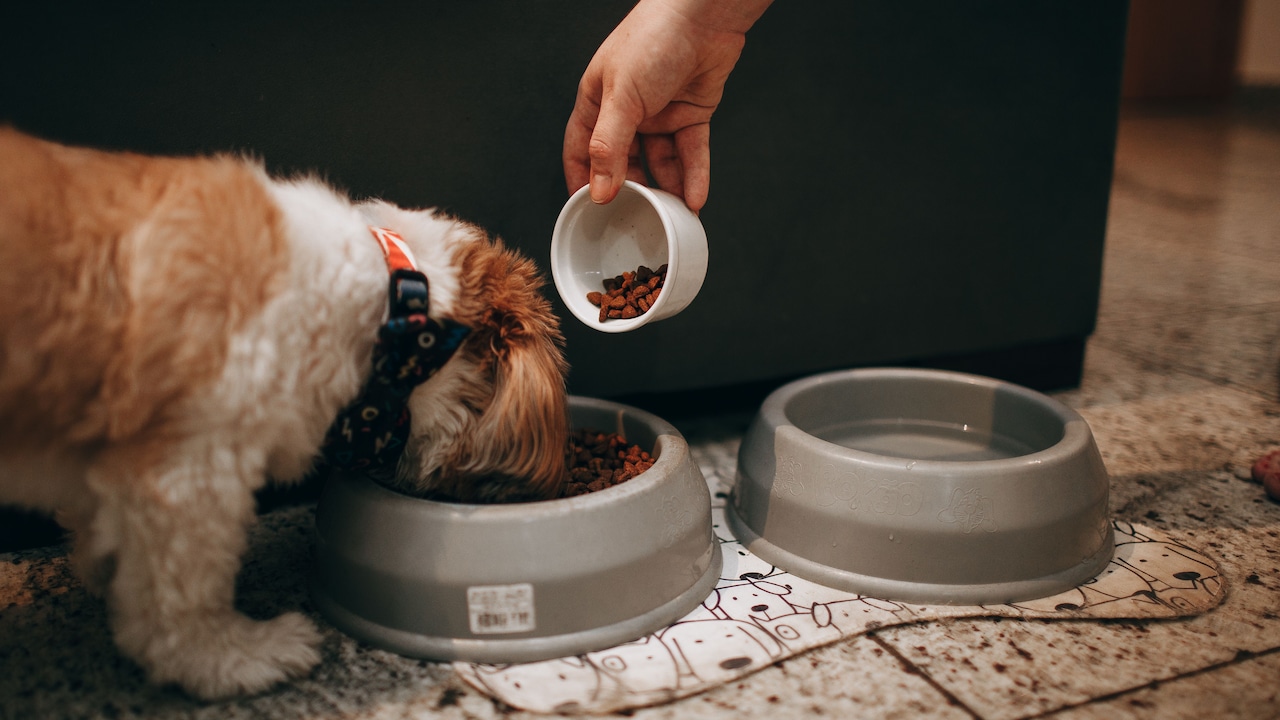 Which feeding bowl do you want to grab for your pets under ₹500? Which feeding bowl do you want to grab for your pets under ₹500?