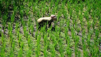Paddy Sowing Down 3% To 405.10 Lakh Hectares So Far In Kharif Season: Govt Data