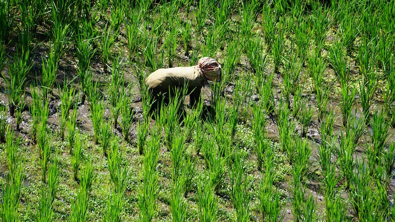 Paddy Sowing Down 3% To 405.10 Lakh Hectares So Far In Kharif Season: Govt Data