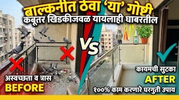 How To Get Rid Of Pigeons: कबूतरांना पळवण्याचे सुरक्षित औषध कोणते? कोणता वास आवडत नाही? जाणून घ्या प्रभावी उपाय