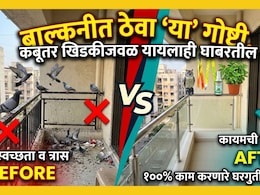 How To Get Rid Of Pigeons: कबूतरांना पळवण्याचे सुरक्षित औषध कोणते? कोणता वास आवडत नाही? जाणून घ्या प्रभावी उपाय