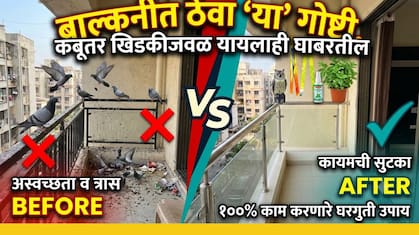 How To Get Rid Of Pigeons: कबूतरांना पळवण्याचे सुरक्षित औषध कोणते? कोणता वास आवडत नाही?जाणून घ्या प्रभावी उपाय