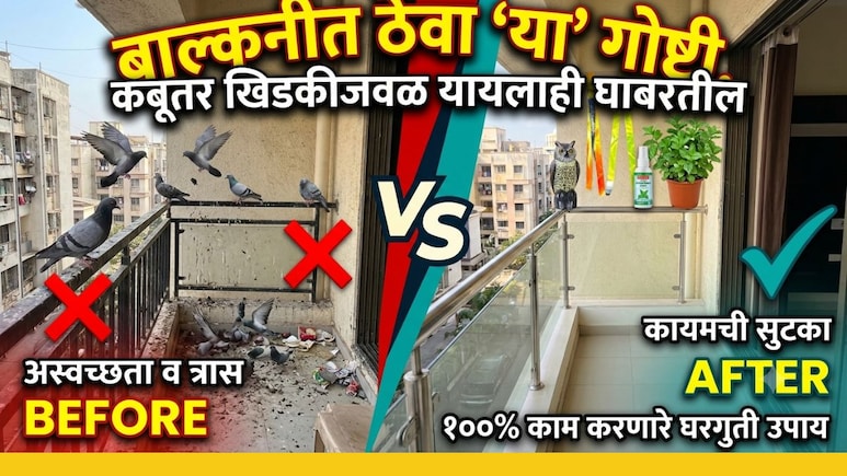 How To Get Rid Of Pigeons: कबूतरांना पळवण्याचे सुरक्षित औषध कोणते? कोणता वास आवडत नाही?जाणून घ्या प्रभावी उपाय