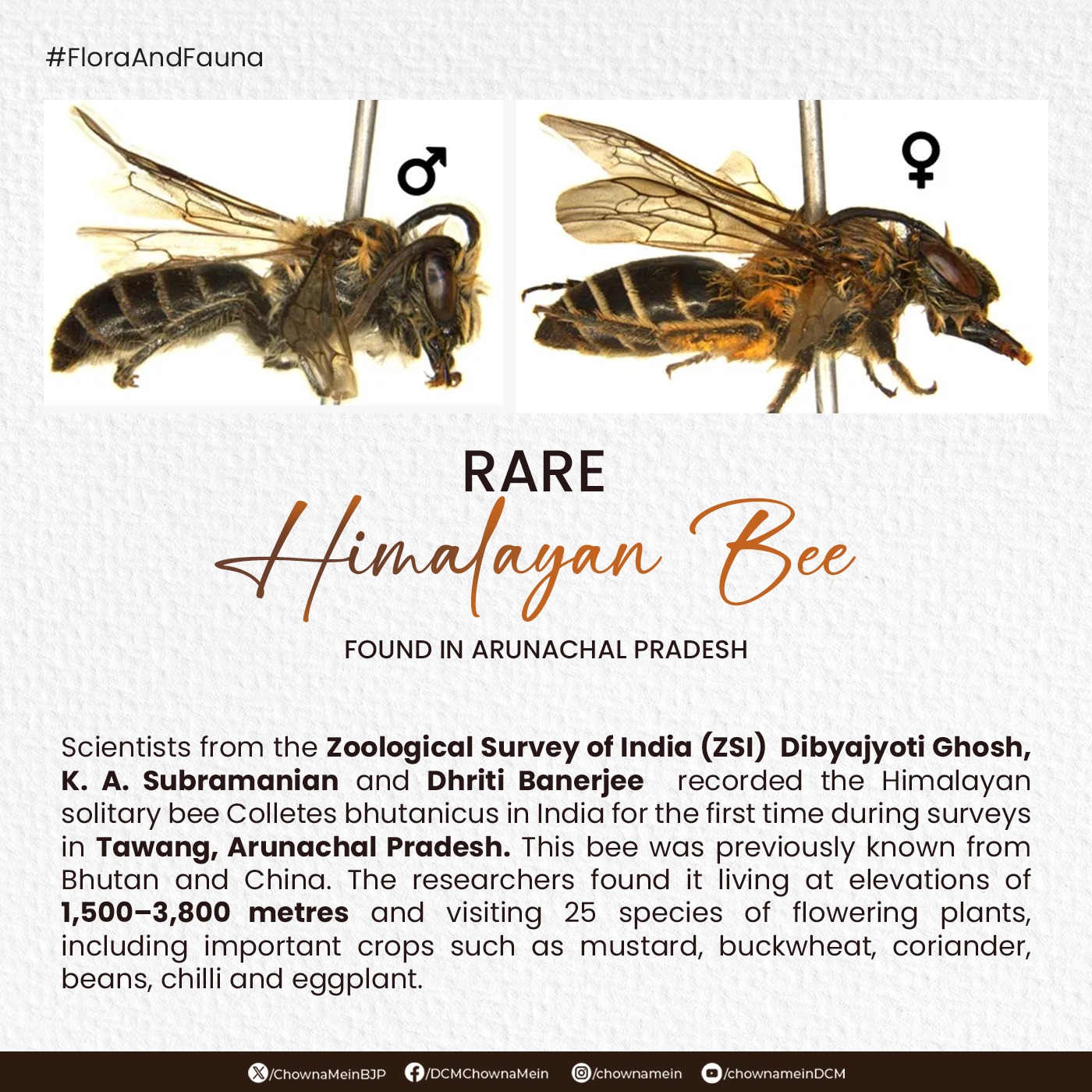 Rare Himalayan Bee: तवांग में मिली दुर्लभ मधुमक्खी Rare Himalayan Bee: तवांग में मिली दुर्लभ मधुमक्खी