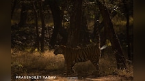 Scent Of A Tiger: Scientists Develop New Tool To Monitor India's Big Cats