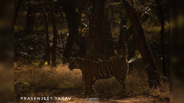Scent Of A Tiger: Scientists Develop New Tool To Monitor India's Big Cats