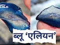 समंदर किनारे मिले 'ब्लू एलियन', नीले खोल में छिपे रहस्यमयी जीव,  हवा ने उड़ाकर पहुंचाया ब्रिटेन
