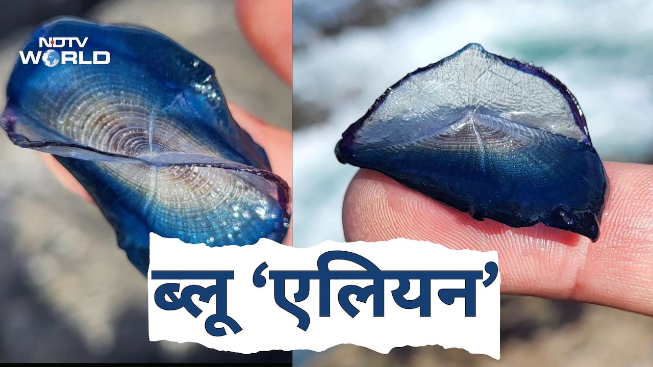 समंदर किनारे मिले 'ब्लू एलियन', नीले खोल में छिपे रहस्यमयी जीव,  हवा ने उड़ाकर पहुंचाया ब्रिटेन