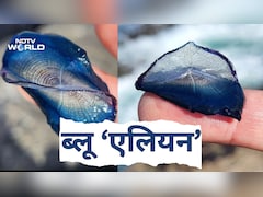 समंदर किनारे मिले 'ब्लू एलियन', नीले खोल में छिपे रहस्यमयी जीव,  हवा ने उड़ाकर पहुंचाया ब्रिटेन