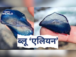 समंदर किनारे मिले 'ब्लू एलियन', नीले खोल में छिपे रहस्यमयी जीव,  हवा ने उड़ाकर पहुंचाया ब्रिटेन