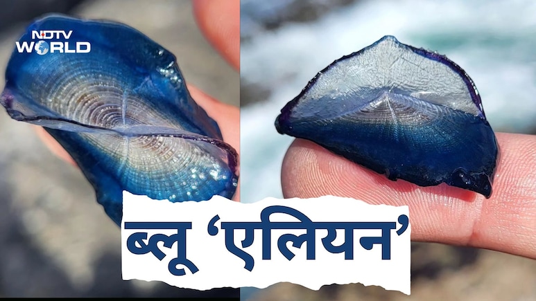 समंदर किनारे मिले 'ब्लू एलियन', नीले खोल में छिपे रहस्यमयी जीव,  हवा ने उड़ाकर पहुंचाया ब्रिटेन