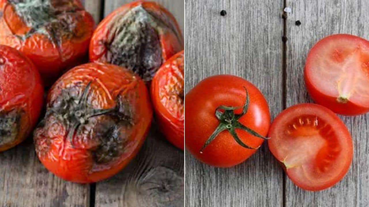 7 दिन तक बिना गले ताजे रहेंगे टमाटर, बस फ्रिज में स्टोर करने का सही तरीका जान लें