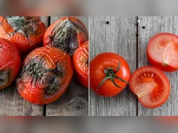 7 दिन तक बिना गले ताजे रहेंगे टमाटर, बस फ्रिज में स्टोर करने का सही तरीका जान लें