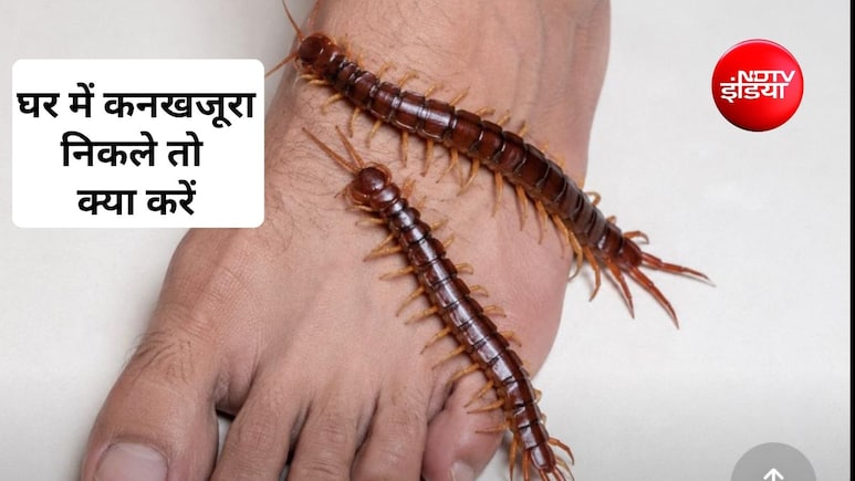 कनखजूरे मारने के लिए कौन सी दवा है? कनखजूरा शरीर पर चढ़ जाए तो क्या होता है