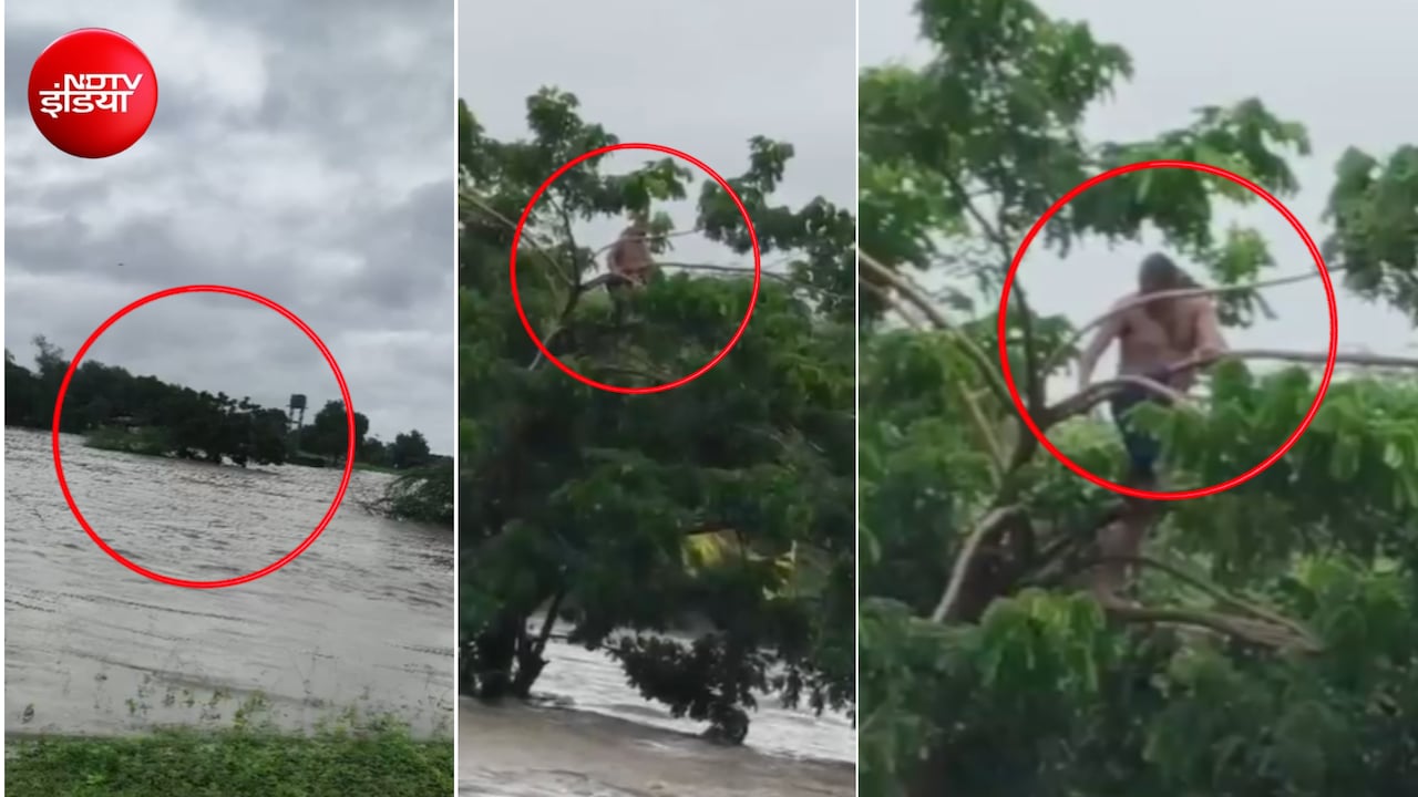 चारों तरफ पानी और पेड़ पर फंसा शख्स... जलगांव में बारिश के बाद नदी के जलस्तर ने बढ़ाई मुश्किलें