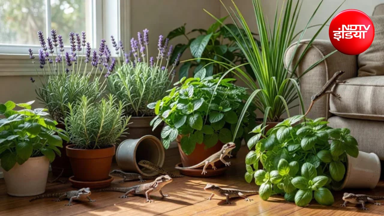 Lizard Repellent Plants: घर में छिपकलियों का आतंक है? बालकनी में लगा दें ये 5 पौधे, आसपास भी नहीं फटकेंगी
