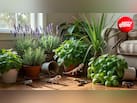 Lizard Repellent Plants: घर में छिपकलियों का आतंक है? बालकनी में लगा दें ये 5 पौधे, आसपास भी नहीं फटकेंगी