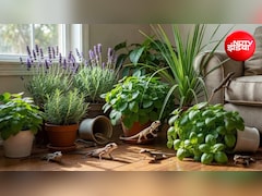 Lizard Repellent Plants: घर में छिपकलियों का आतंक है? बालकनी में लगा दें ये 5 पौधे, आसपास भी नहीं फटकेंगी