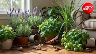 Lizard Repellent Plants: घर में छिपकलियों का आतंक है? बालकनी में लगा दें ये 5 पौधे, आसपास भी नहीं फटकेंगी