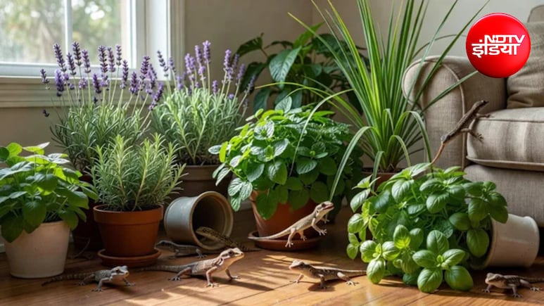 Lizard Repellent Plants: घर में छिपकलियों का आतंक है? बालकनी में लगा दें ये 5 पौधे, आसपास भी नहीं फटकेंगी