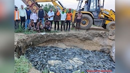 11 Ponds Raided, 36 Tonnes Of Banned Thai Mangur Destroyed In Nagpur