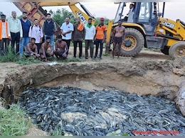 11 Ponds Raided, 36 Tonnes Of Banned Thai Mangur Destroyed In Nagpur