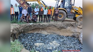 11 Ponds Raided, 36 Tonnes Of Banned Thai Mangur Destroyed In Nagpur