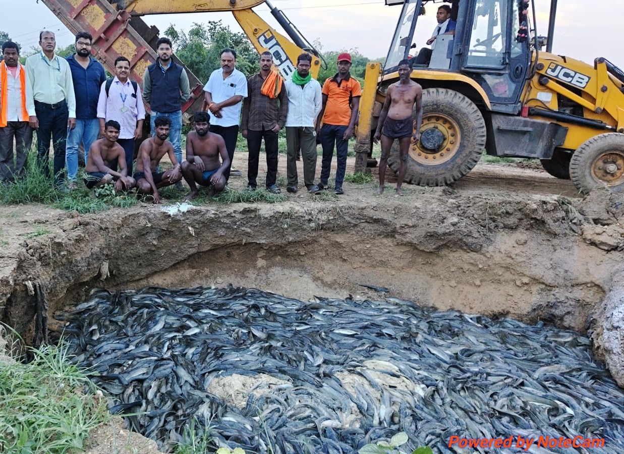 11 Ponds Raided, 36 Tonnes Of Banned Thai Mangur Destroyed In Nagpur