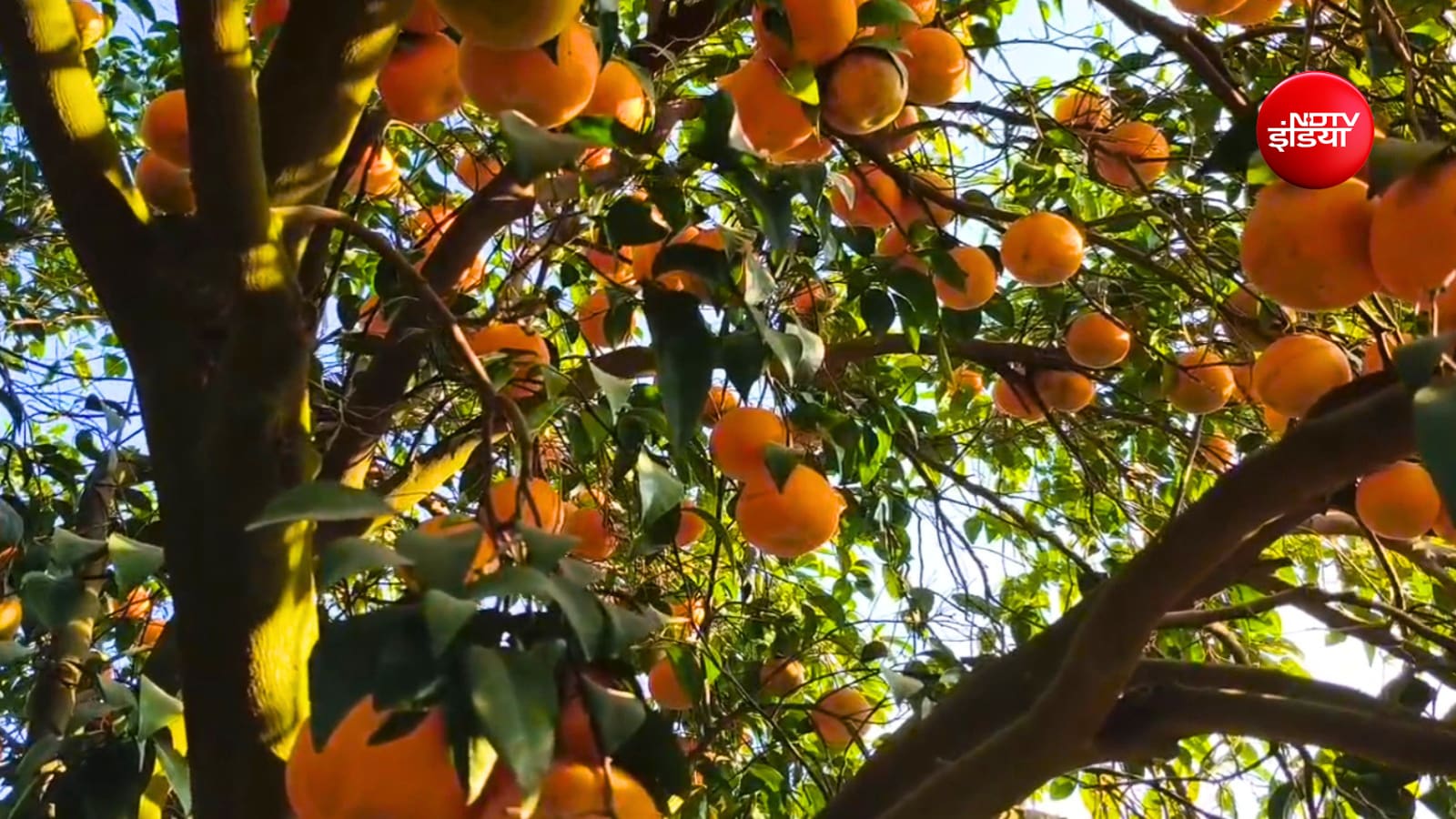 किन्नू की नई वेरायटी विकसित करने का प्रयास किया जाएगा