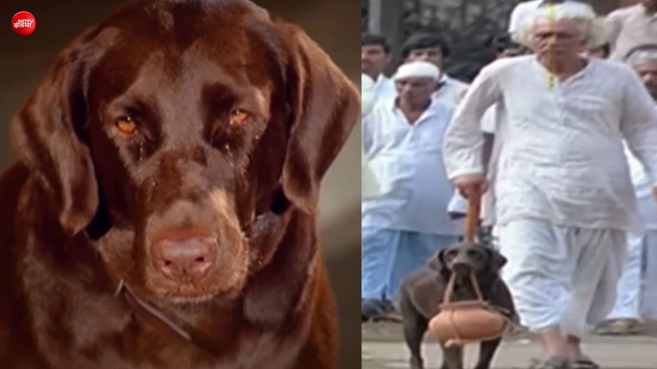 41 साल पुराना वो गाना जिसमें कुत्ते ने दी थी अपने मालिक की चिता को अग्नि, आंखों से बह रहे थे आंसू