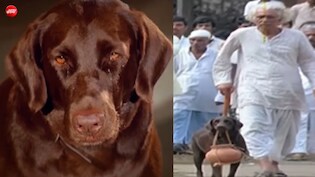 41 साल बाद भी रुला देता है &lsquo;तेरी मेहरबानियां&rsquo; का ये गाना, मालिक की चिता पर रोता मोती देख भर आती हैं आंखें
