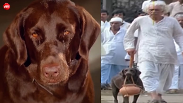 41 साल पुराना वो गाना जिसमें कुत्ते ने दी थी अपने मालिक की चिता को अग्नि, आंखों से बह रहे थे आंसू, शब्बीर कुमार की आवाज ने बनाया अमर