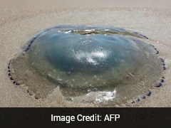 France's Largest Nuclear Plant Shut Down After Huge Jellyfish Swarm Clogs Pumps